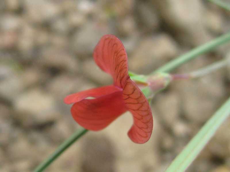 Vicia ? no, Lathyrus cicera